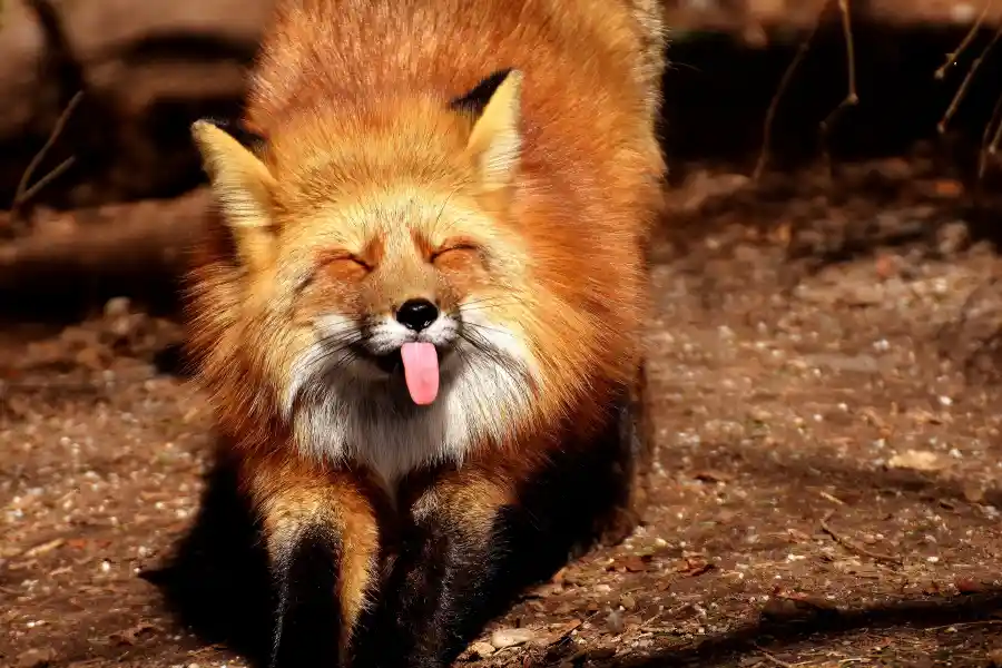 cute:vckxjxf4zh0= fox